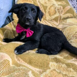 Wendy (visible à Ixelles)