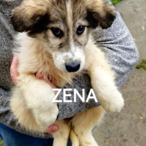 Zena