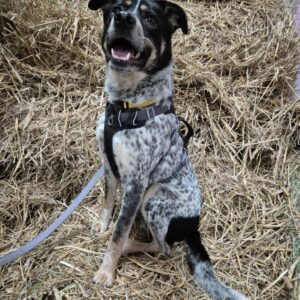 Blaze (visible près de Virton)