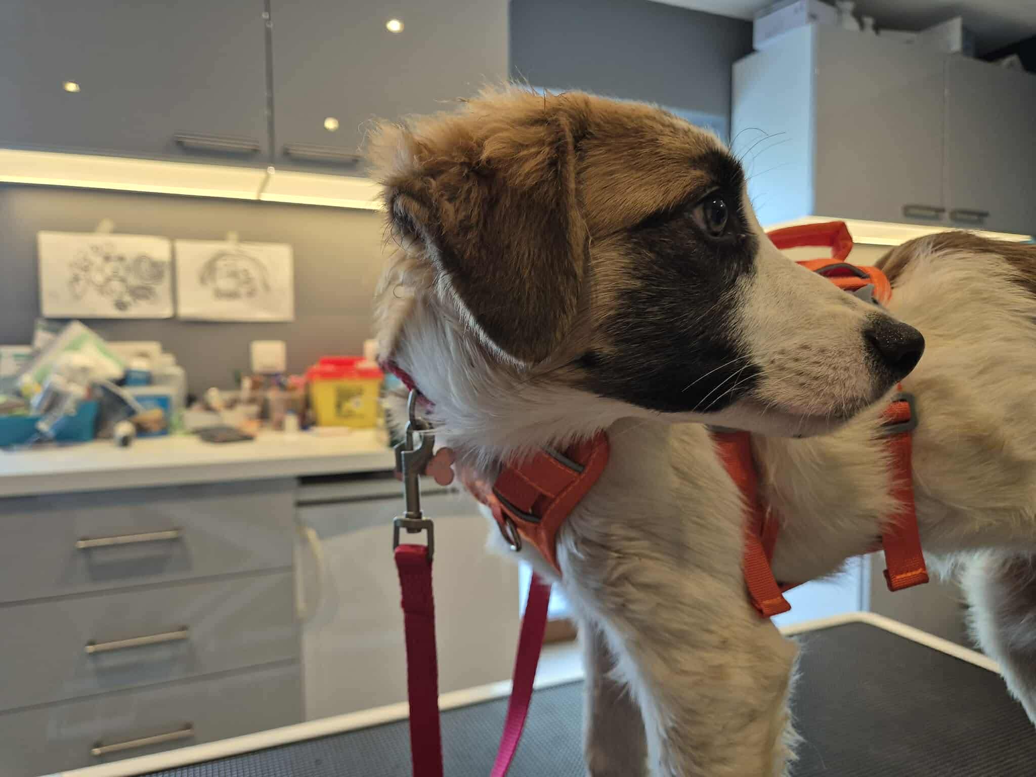 Consultation vétérinaire