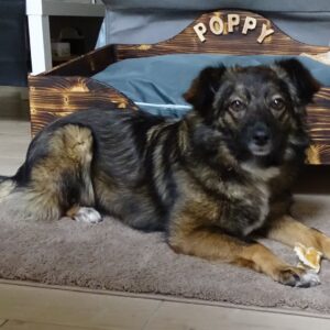 Poppy (visible à Liège)