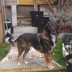 Poppy (visible à Liège)