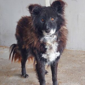 Black senior