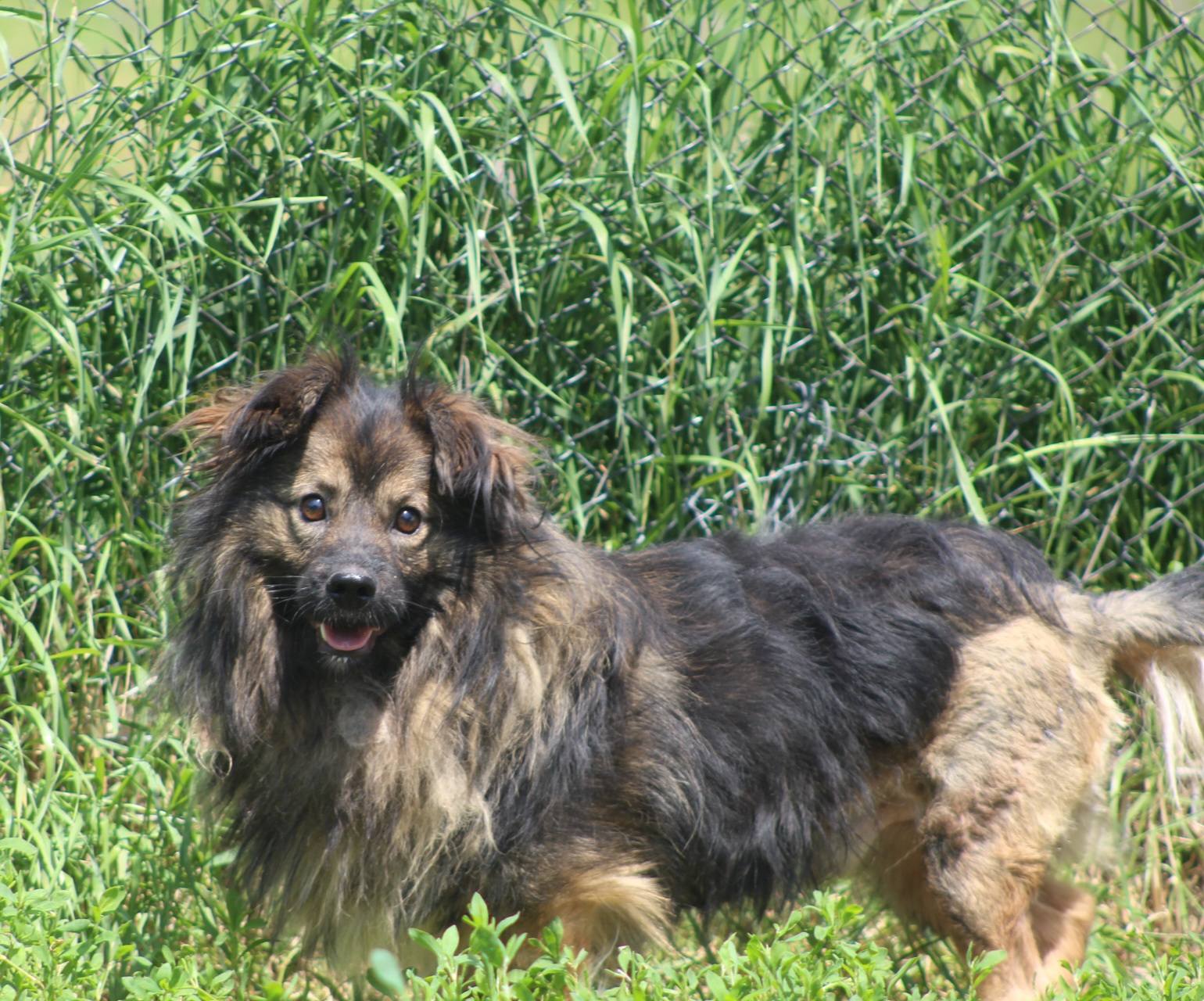 Finley - Image 12