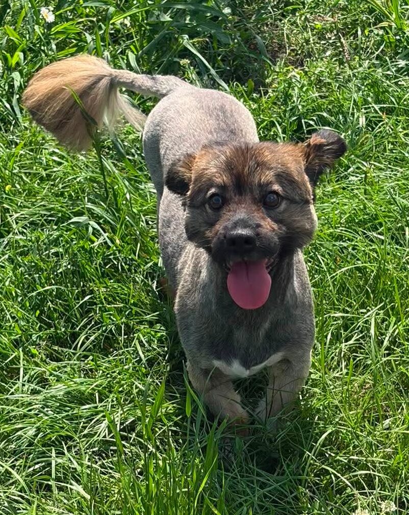 Finley