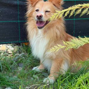 Mogli