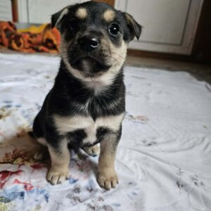 Suki
