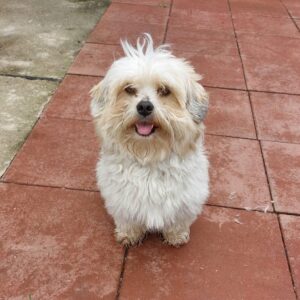 Pufi
