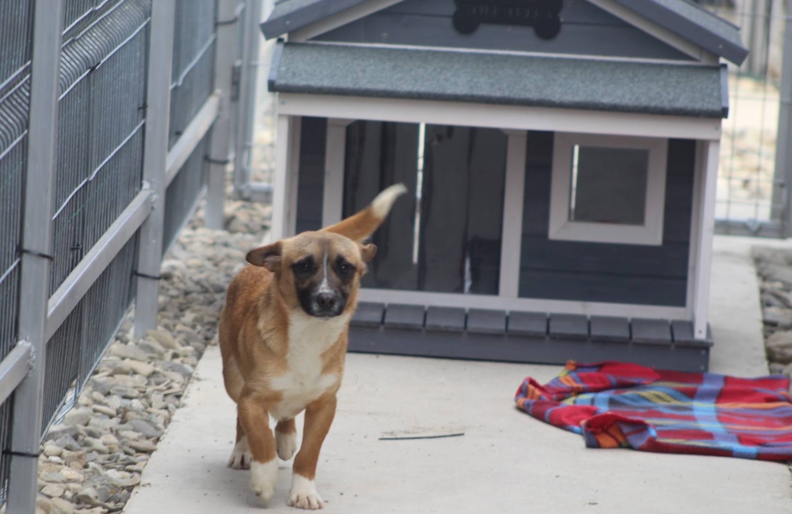 Bobby - Image 12
