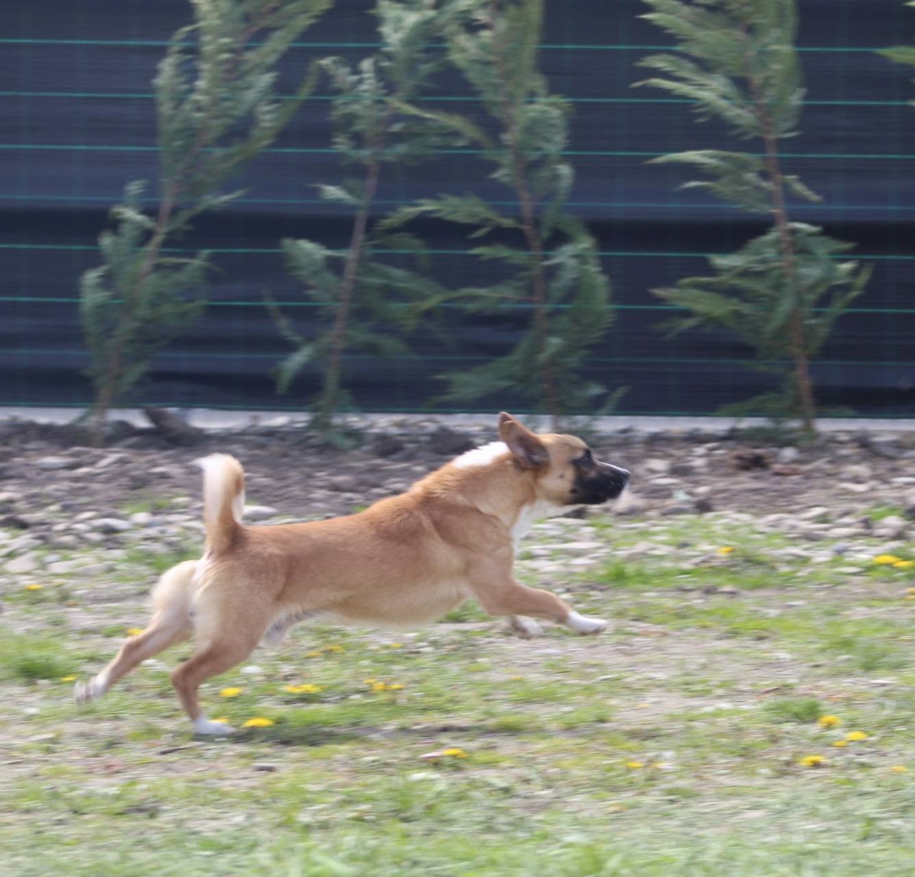 Bobby - Image 5