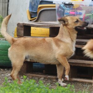 Lupin
