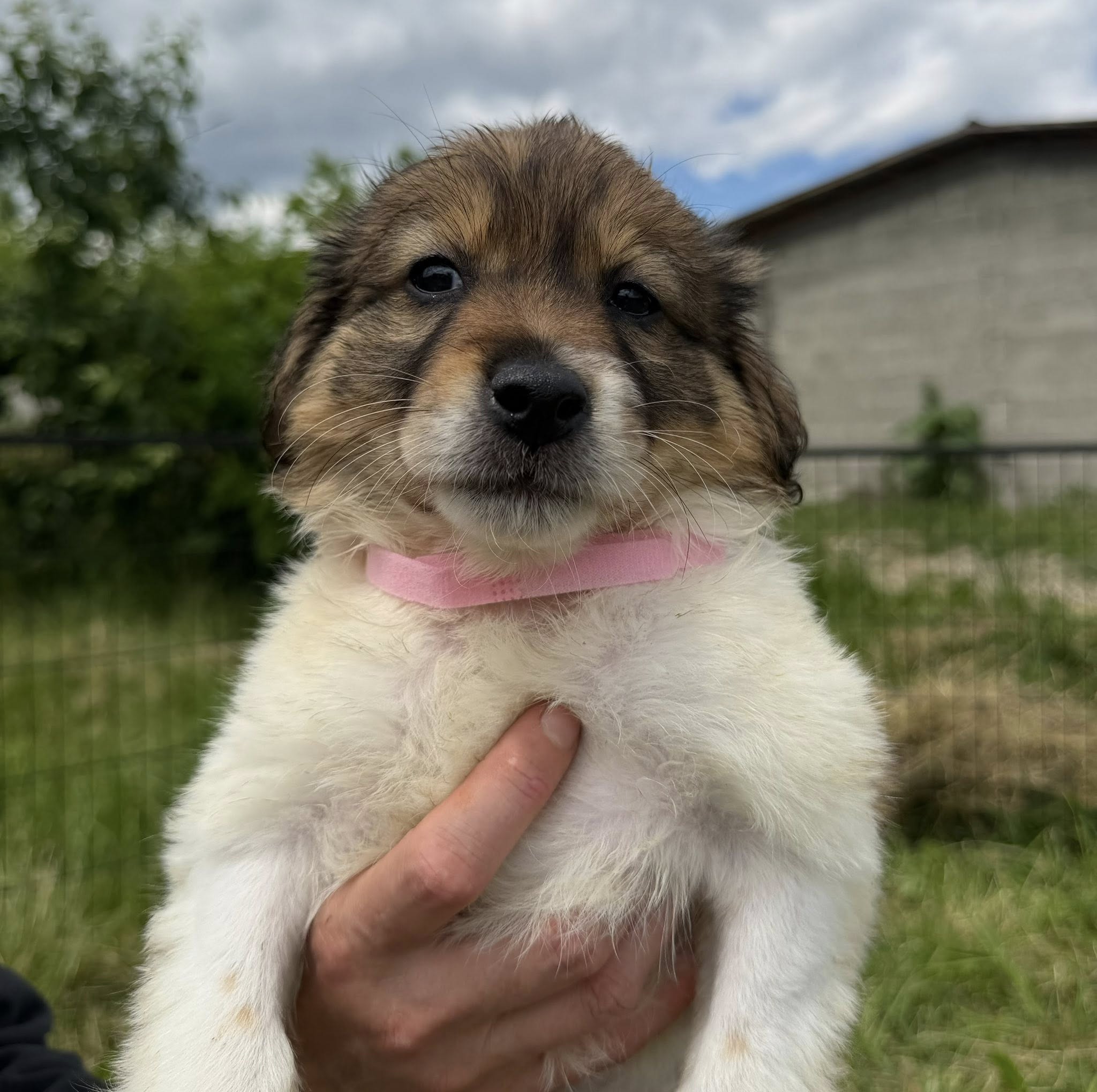 Penelope - Image 7