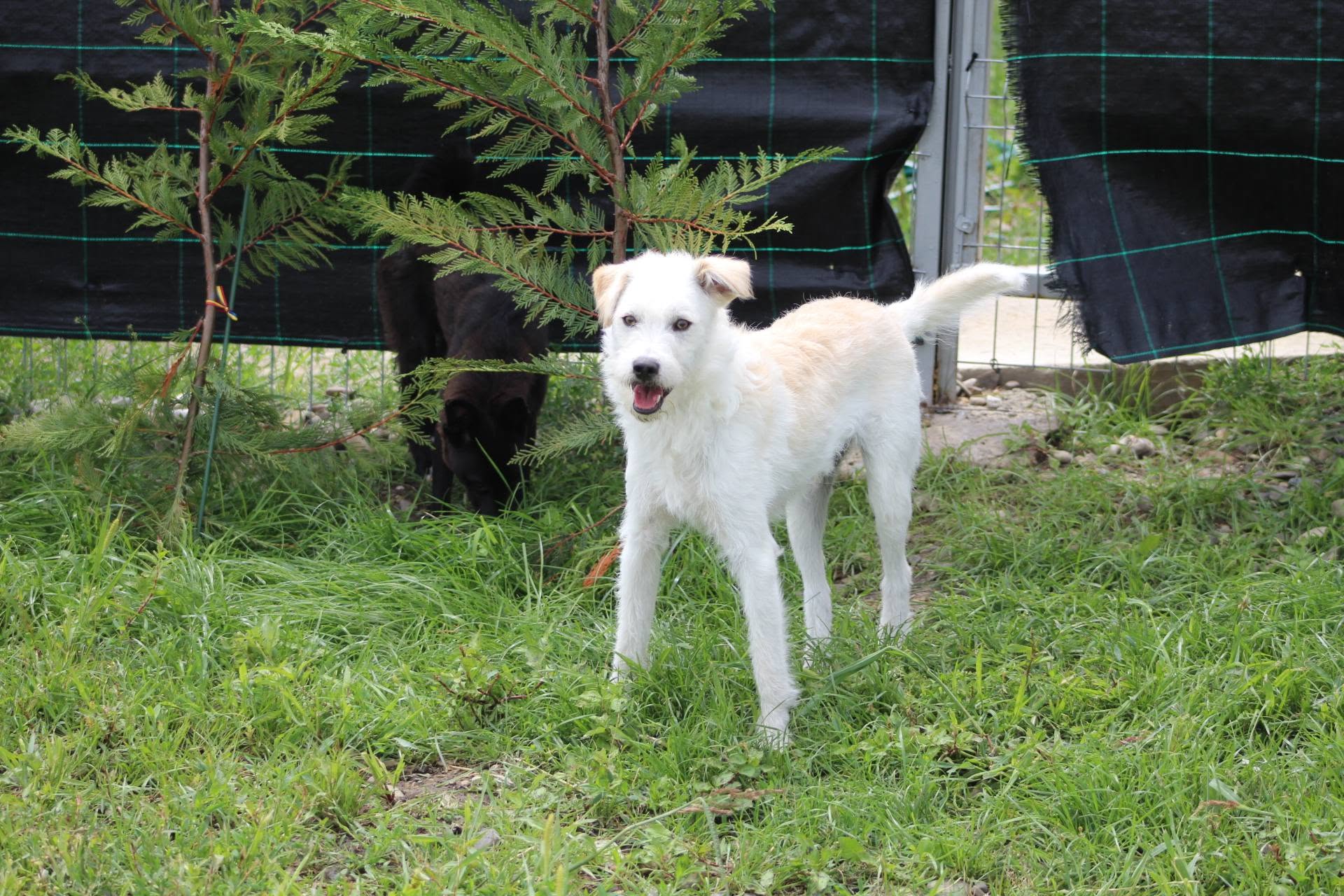 Pickwick - Image 14
