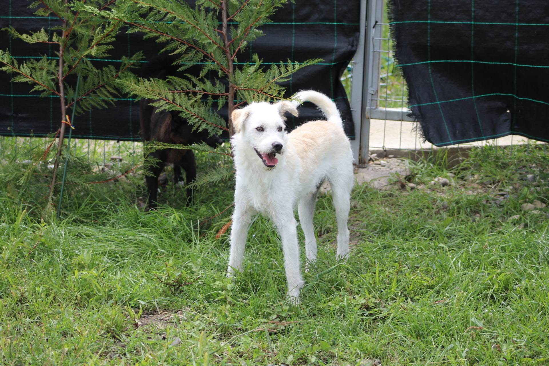 Pickwick - Image 13