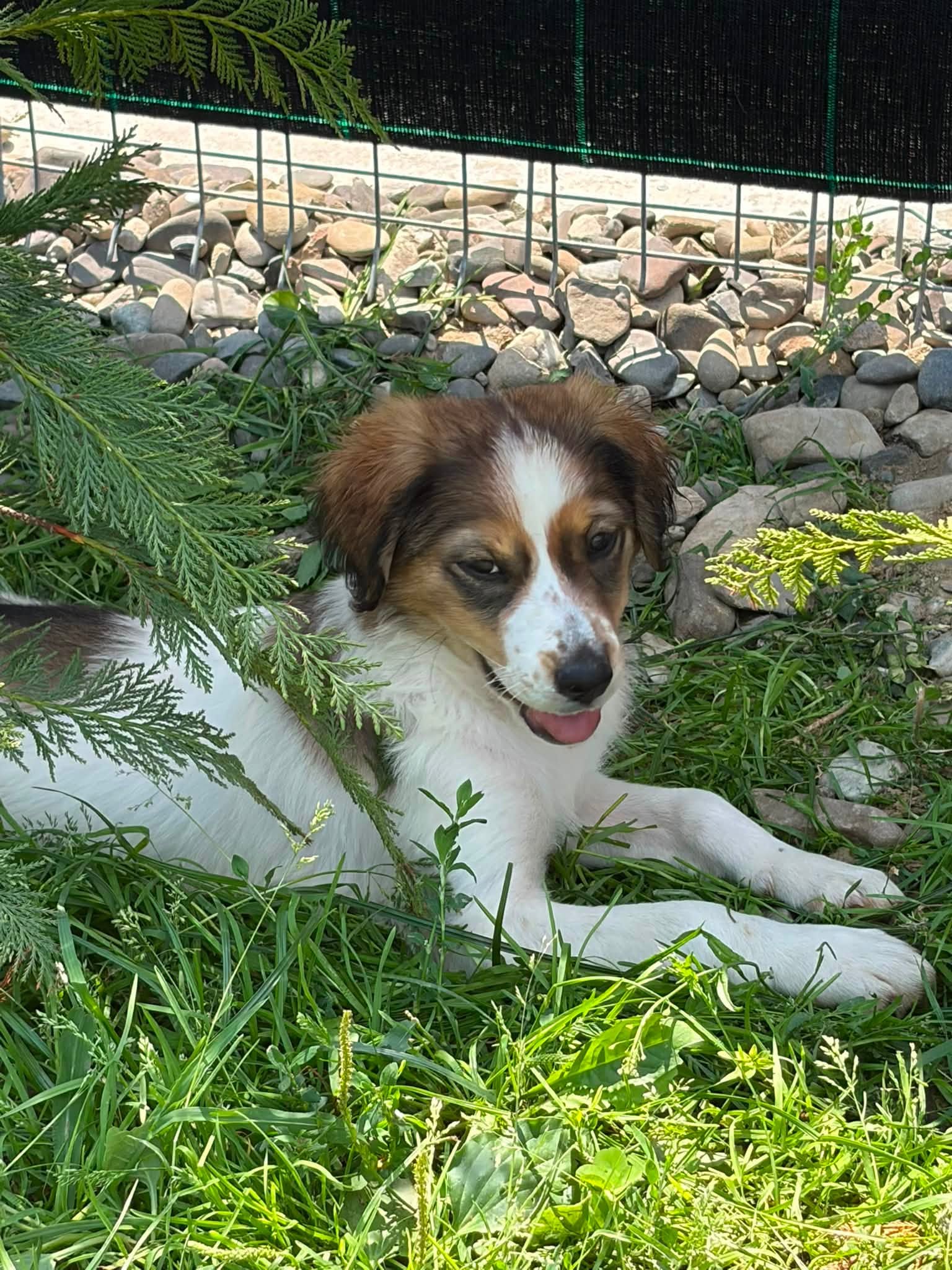 Pina