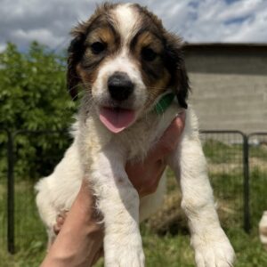 Pongo