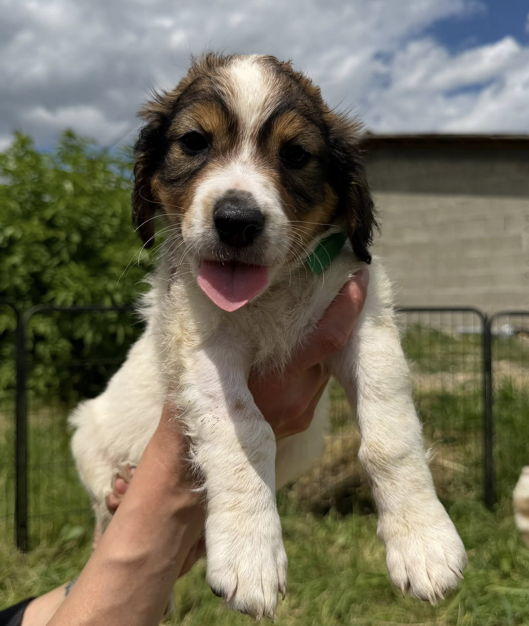 Pongo