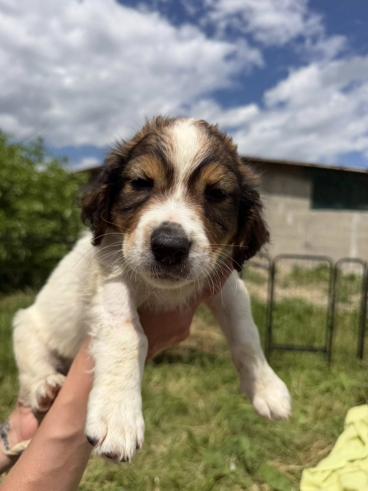 Pongo - Image 8