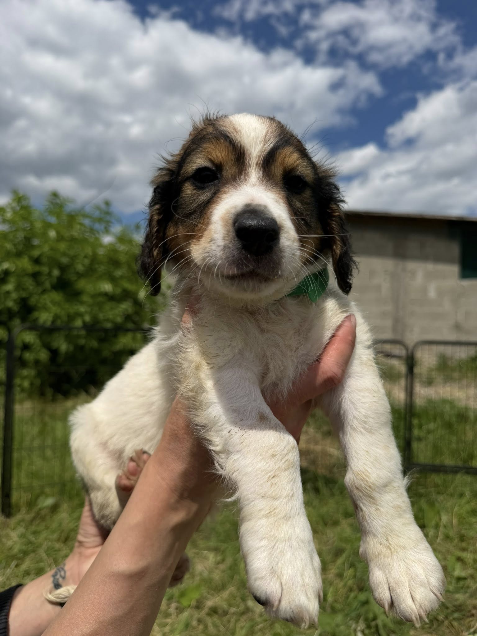 Pongo - Image 7