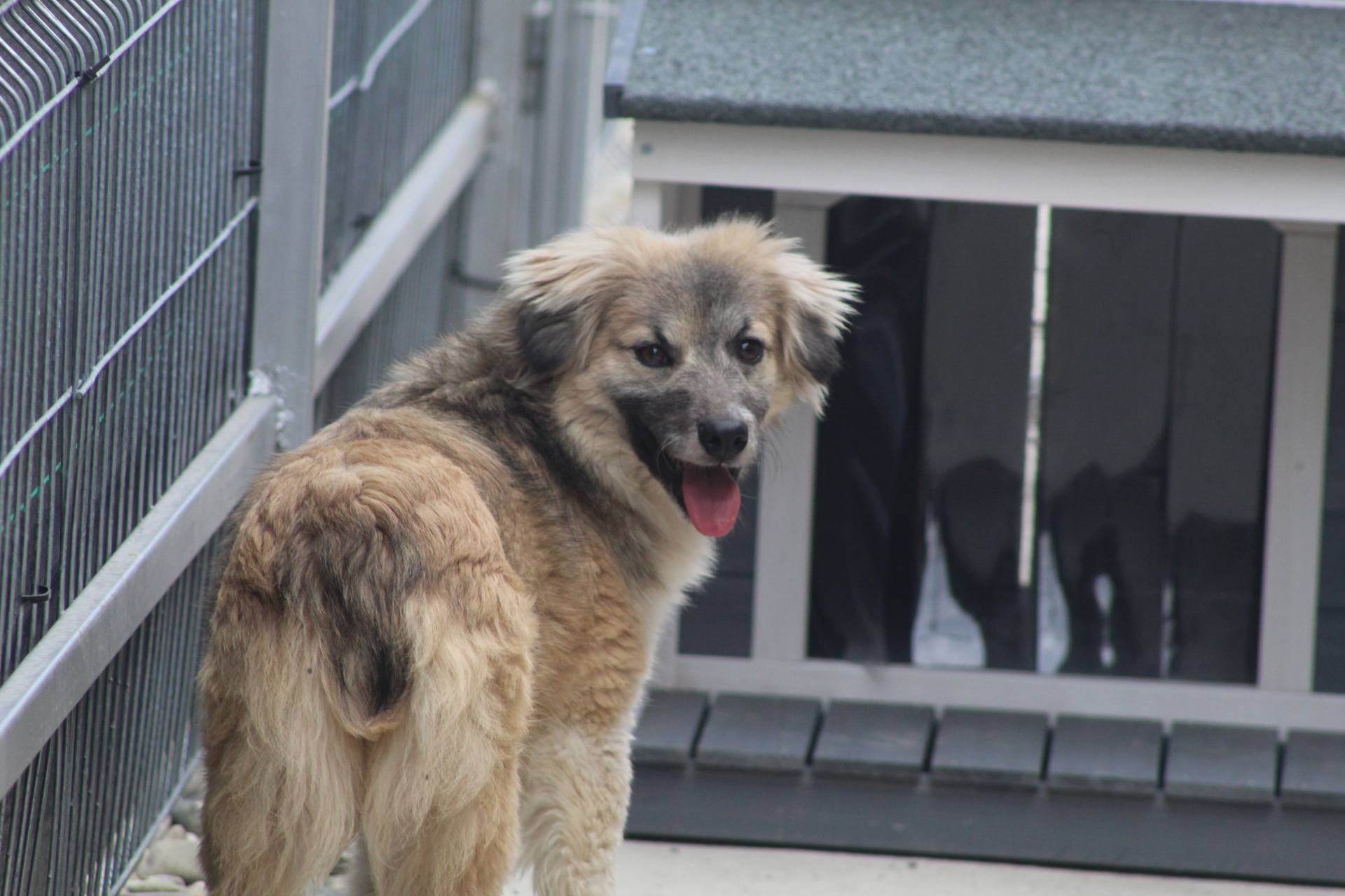 Tilly - Image 3