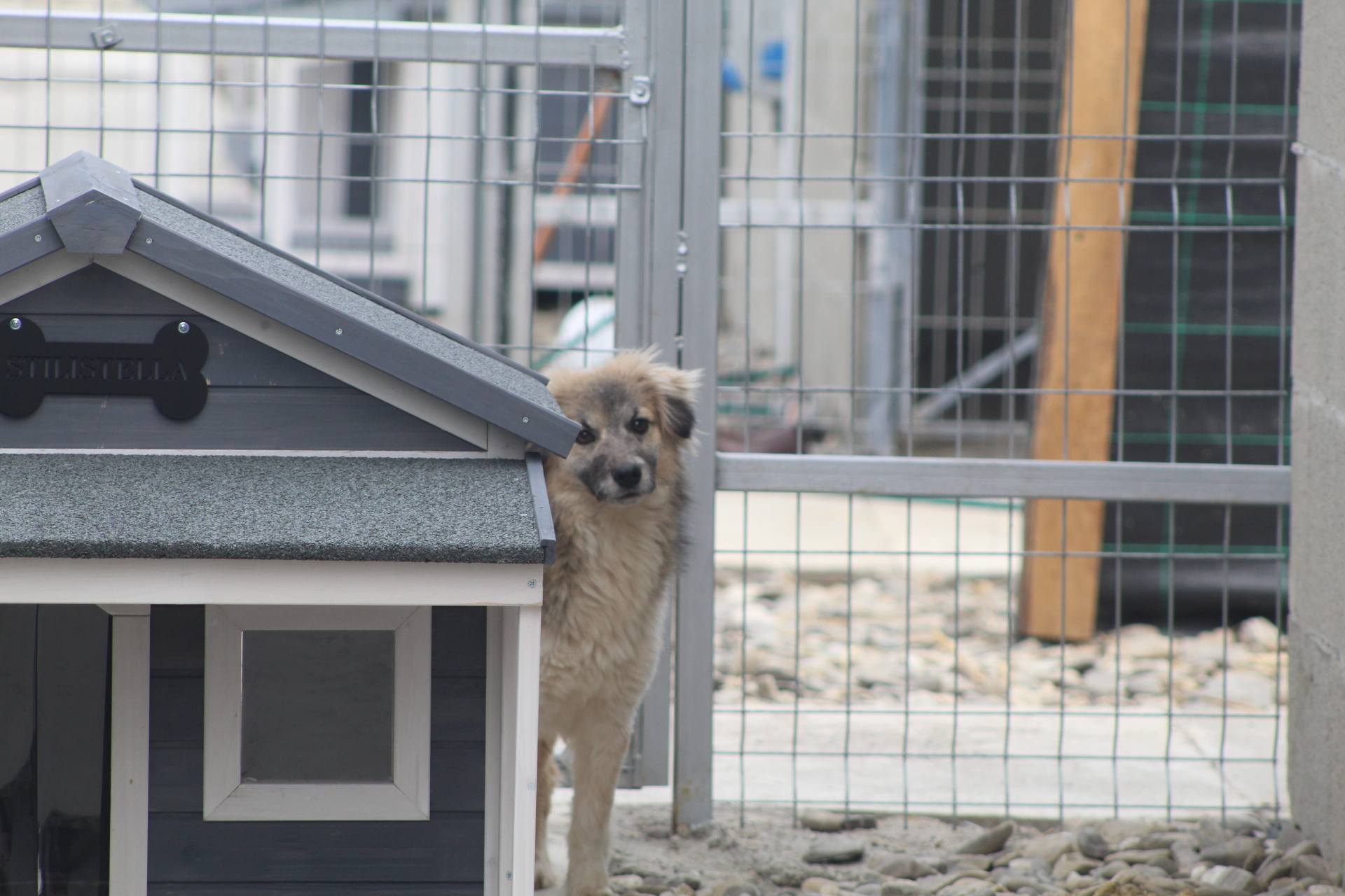 Tilly - Image 5