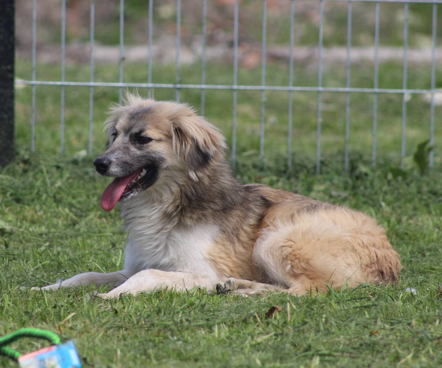 Tilly - Image 7