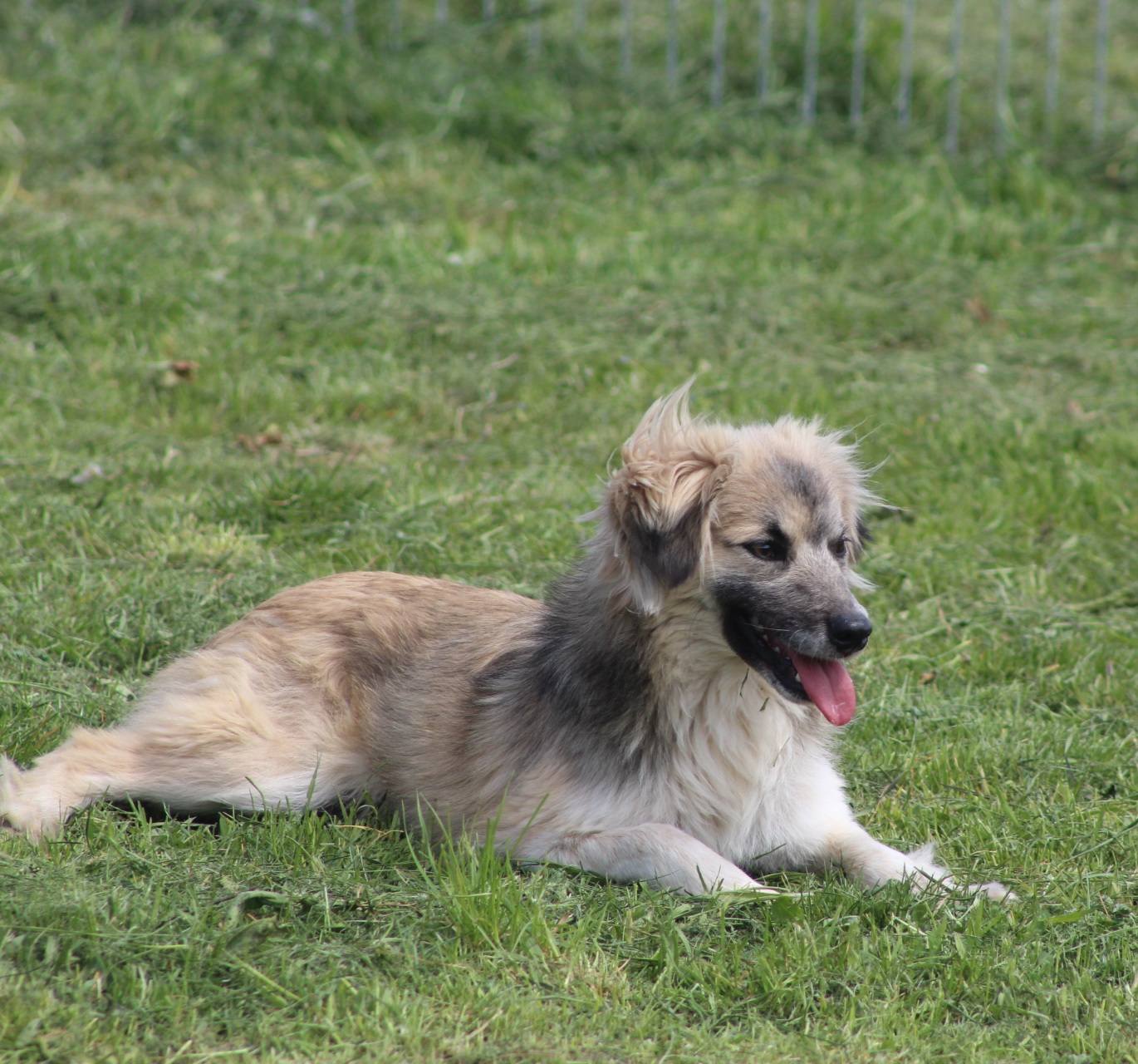 Tilly - Image 6