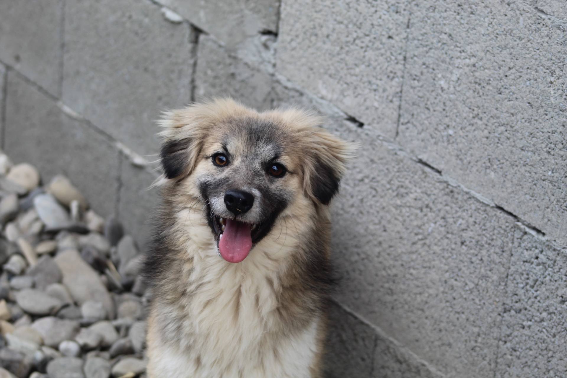 Tilly - Image 9