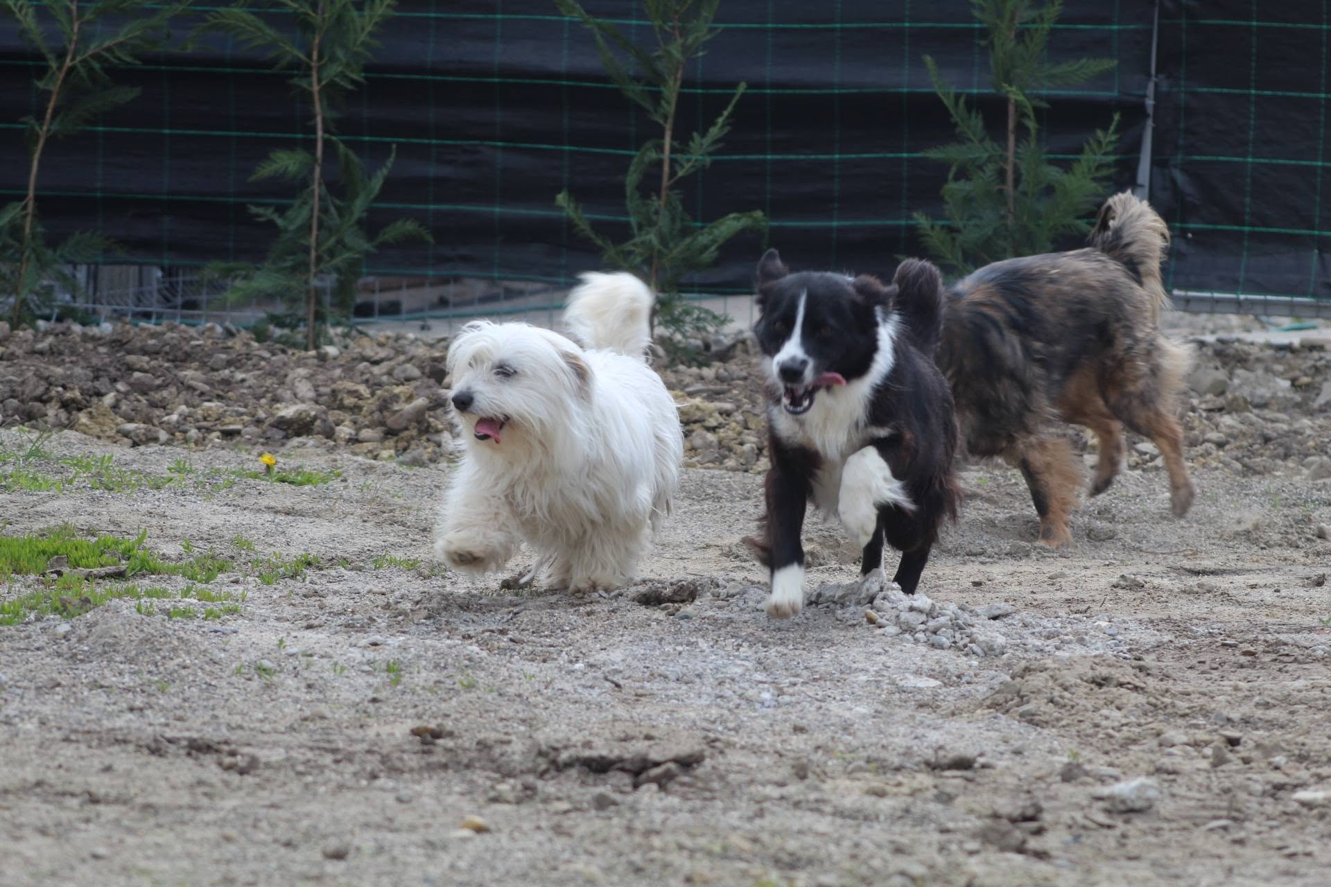 Toto - Image 6