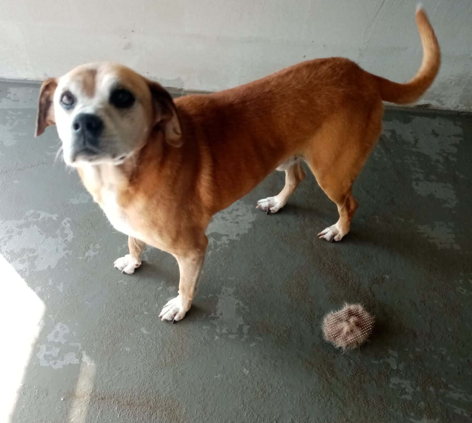 Tyson